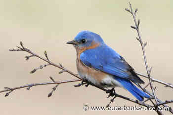 DC Library Master Gardener Series: Using Native Plants to Attract Wildlife - The Outer Banks Voice