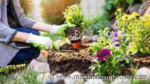 Master Gardener Barbara Ray joined us recently on WCBL's Coffee Call program. - MarshallCountyDaily.com