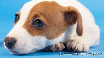 Ordinance prohibits sale of certain pets from retail shops in St. Clair Shores - C&G Newspapers