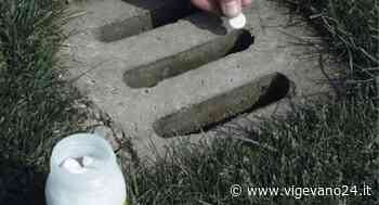 Vigevano: al via la distribuzione delle pastiglie anti-zanzare - Vigevano24.it