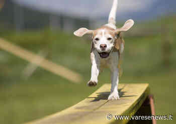 Ripristinare l'area cani a Samarate: la proposta del Movimento 5 Stelle - varesenews.it