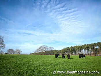 MSU scientists integrate cover crop production with livestock grazing