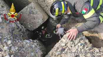 L’intervento - Cane cade tra gli scogli del porto di Crotone, recuperato dai vigili del fuoco - LaC news24