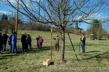 Streuobstwiesentag in Ostfildern - Gemeinsam für die Artenvielfalt - esslinger-zeitung.de