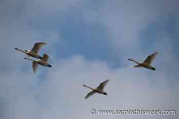 Migrating tundra swans have returned to Thedford Bog - Sarnia and Lambton County This Week