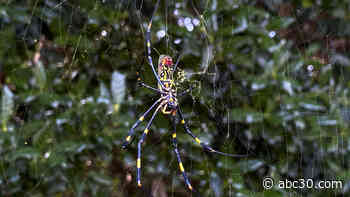 Joro spider, venomous species from East Asia, poised to spread across East Coast, scientists say