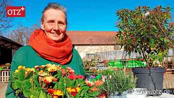 Im alten Gut von Zöthen Lust auf den Frühling machen