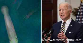 Not Satire: Joe Biden Gets Prehistoric 'Vampire Squid' Named After Him