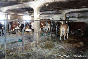 Verdreckt und unterversorgt: Veterinäramt beschlagnahmt 15 Rinder und Kälber