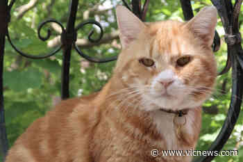 Saanich couple calls in a dog to track missing beloved cat – Victoria News - Victoria News