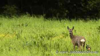 Tierschutz - Andechser Verein will Rehkitze vor dem Mähdrescher retten - Süddeutsche Zeitung - SZ.de