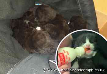 Four newborn kittens found in derelict Burnley building