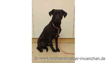 Kennt mich jemand? / Junge Hündin in Gauting ausgesetzt - 03.03.2022 - Wochenanzeiger München