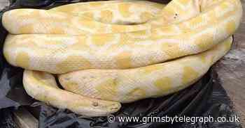 Huge dead python found dumped among rubbish in a Grimsby street - Grimsby Live