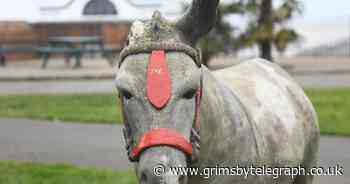 Cleethorpes' Dudley the Donkey loses ear in vandal attack - Grimsby Live