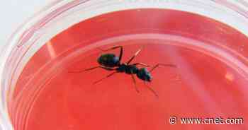 Ants Can 'Sniff Out' Cancer, Scientists Discover     - CNET