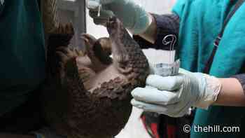 Pangolins harboring coronavirus underscored risk of wildlife markets | TheHill - The Hill