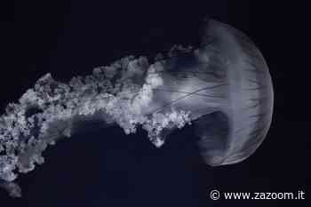 L erba più irritante - Zazoom Blog