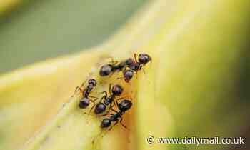 After dogs... now it seems like ANTS can sniff out cancer