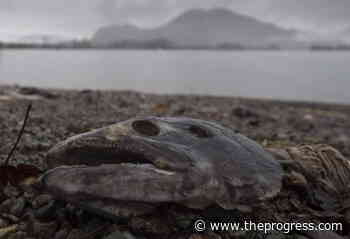 Pacific Salmon Treaty fails to conserve BC fish, say advocates – Chilliwack Progress - Chilliwack Progress