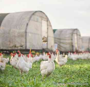 What Is Bird Flu and Should You Be Concerned? - Rhode Island Monthly