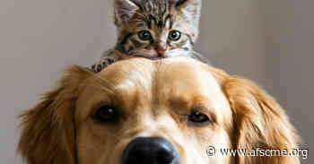 Rhode Island animal control officer cringes at how the movies portray her profession - afscme