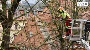 Baumpflegearbeiten Parchim: Verkehr in der Lübzer Chaussee wird für zwei Tage eingeschränkt | svz.de - svz – Schweriner Volkszeitung