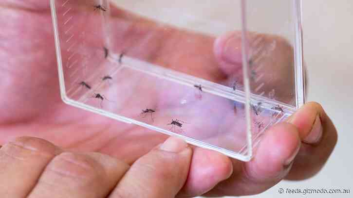2 Billion Genetically Modified Mosquitoes Cleared for Release in California and Florida