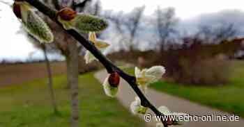 Bischofsheim: Weidenkätzchen als wichtige Nahrung für Bienen - Echo Online