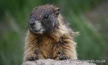 Yellow-bellied marmots virtually halt the ageing process during their annual hibernations