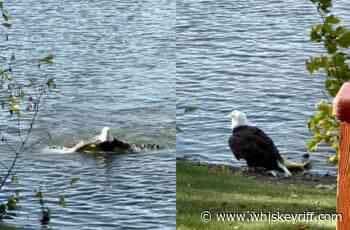 Bald Eagle Drags Fat Carp To Shore In Wisconsin Lake - Whiskey Riff