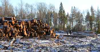 RON SWAN: CARP concerned about forestry impact on Nova Scotia's Crown lands - Saltwire