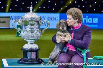 Recreate Crufts with dog training accessories including agility kits and seesaws