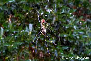 Invasive, colorful Joro spiders likely to  'balloon' all over East Coast