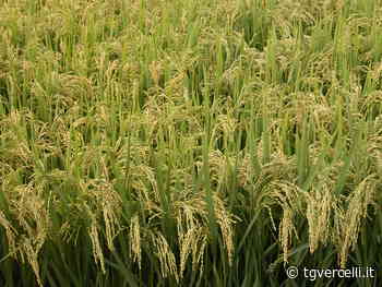 Agripiemonteform: l'agricoltura è sempre più strategicamente femminile - TG Vercelli - tgvercelli.it