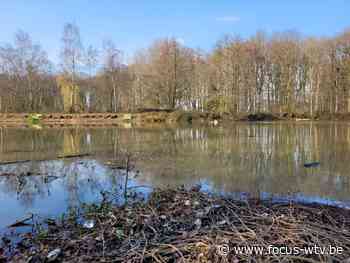 Vissen in de problemen door laag waterpeil 't Veld Ardooie - Focus en WTV