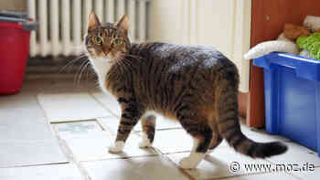 Katzen Vermittlung im Tierheim Schwedt - das ist Katze Nele - Märkische Onlinezeitung