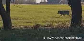 Video-Aufnahme vom möglichen Werner Wolf: Ist er nun in Ascheberg? | Werne - Ruhr Nachrichten