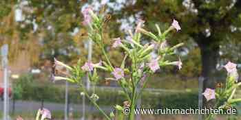 Entdeckung in Ascheberg: Nach Hanf findet Experte Tabakpflanzen - auf Brachfläche von Surmann‘s Hof - Ruhr Nachrichten