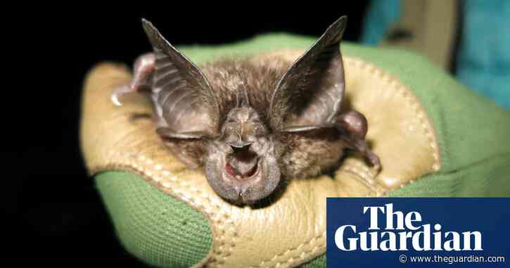 ‘It’s astonishing’: endangered bat not seen in 40 years found in Rwanda