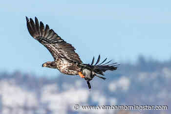 Photos: Eagles ice fishing caught on camera in Osoyoos - Vernon Morning Star