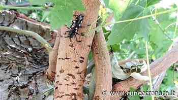 Tarlo asiatico, chiusura di un tratto di corso Kennedy a Cuneo per abbattimento piante- Cuneocronaca.it - Cuneocronaca.it