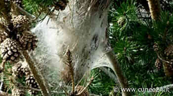 Il Comune di Cuneo in prima linea per contenere la diffusione della processionaria del pino - Cuneo24