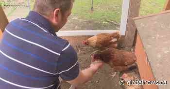 Calgary’s backyard hen program gets set to hatch