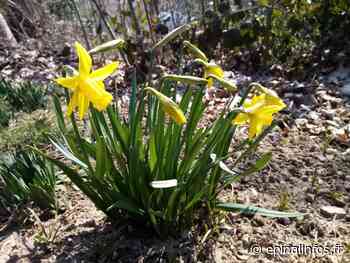 Les premières jonquilles pointent le bout de leur nez à Epinal - Epinal infos - Epinal Infos
