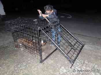 Vosges - Un renard blessé et affamé a retrouvé sa liberté - Epinal infos - Epinal Infos