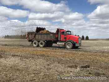 Beef manure could be cost-effective fertilizer solution