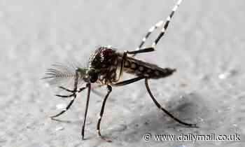 Billions of genetically modified male mosquitos will be released in California and Florida