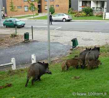 CRONACA – Moncalieri, i cinghiali davanti alla scuola in collina - CentoTorri