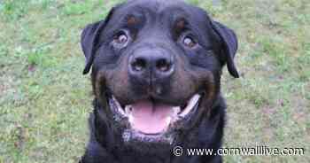 Dogs for adoption in Cornwall and which rescues need more forever homes - Cornwall Live